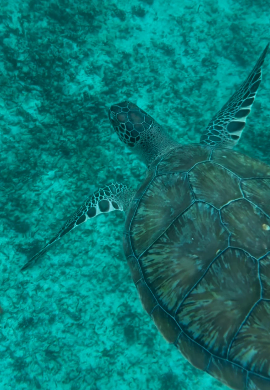 Up-close with turtles with local guide Wilburth by Pancho Villa